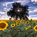 Alentejo